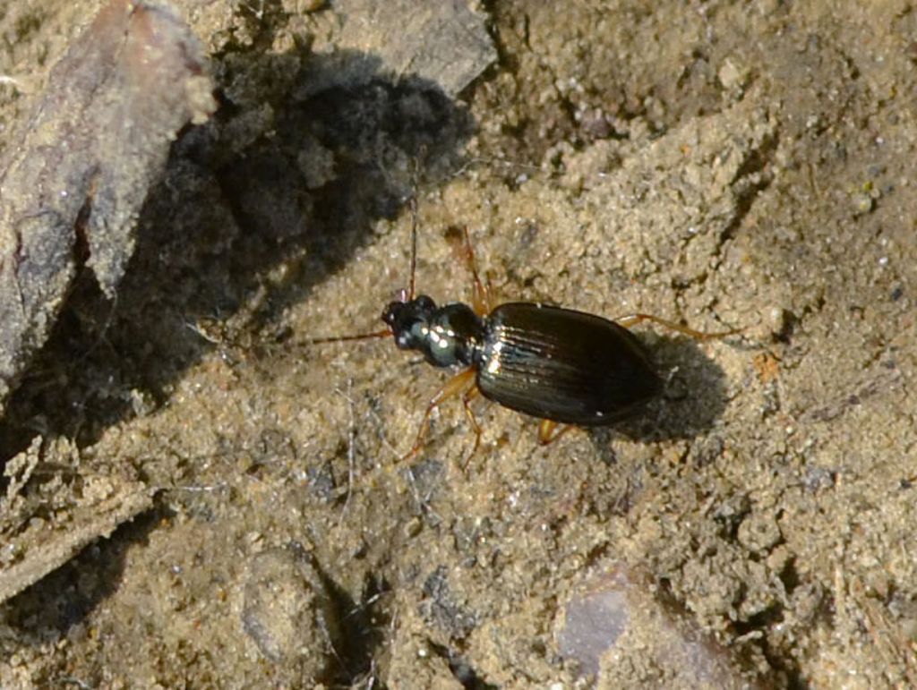 Bembidion (Peryphanes) latinum cfr.